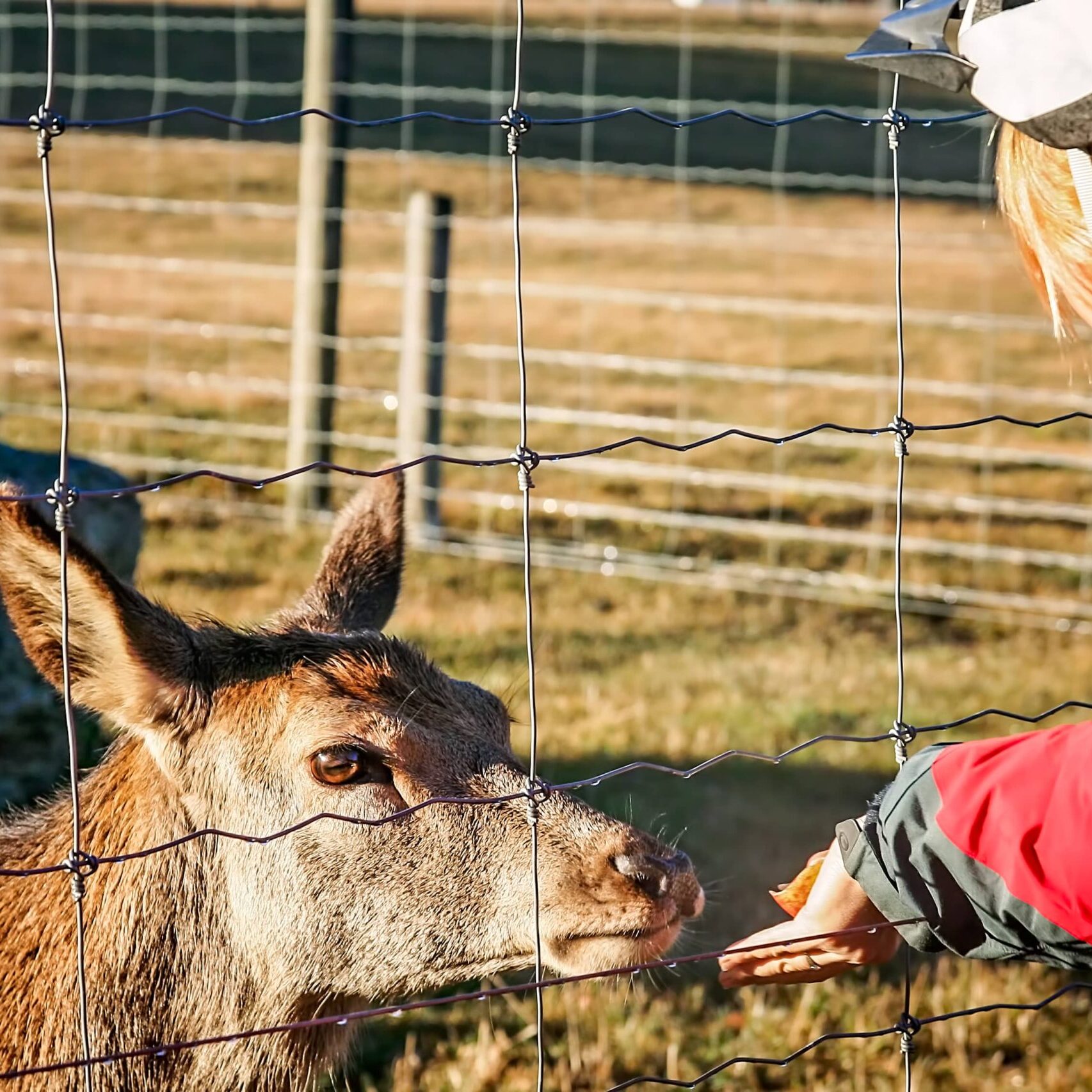 deer fencing highland